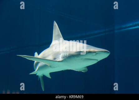 Squalo pericoloso Underwater Cuba il Mare dei Caraibi Foto Stock