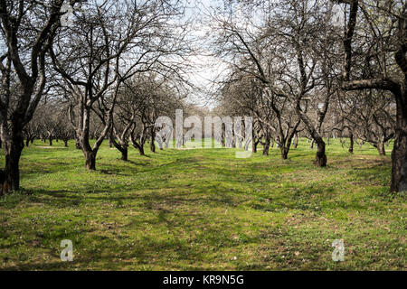 Apple giardino nel parco Kolomenskoe, oskow, Russia. Foto Stock
