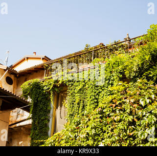 Ivy riempito finestra di casa Foto Stock