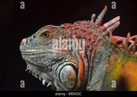 Close up ritratto di iguana verde sul maschio nero Foto Stock