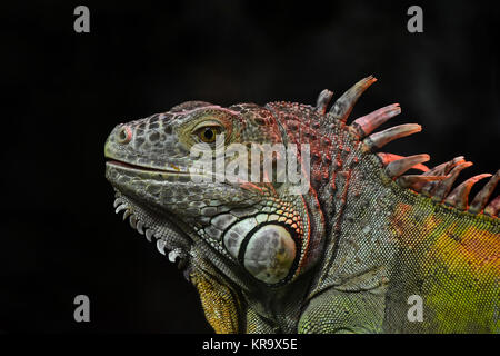 Close up ritratto di iguana verde sul maschio nero Foto Stock