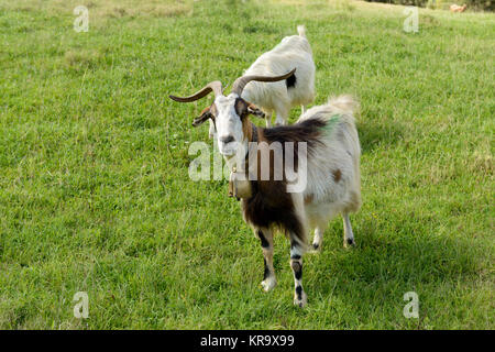 La capra con lunghe corna guarda nella telecamera. Foto Stock