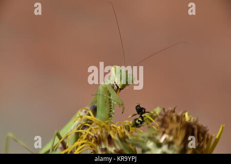 La femmina mantide religiosa divorando wasp Foto Stock