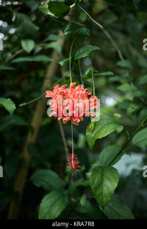 Hibiscus schizopetalus Foto Stock