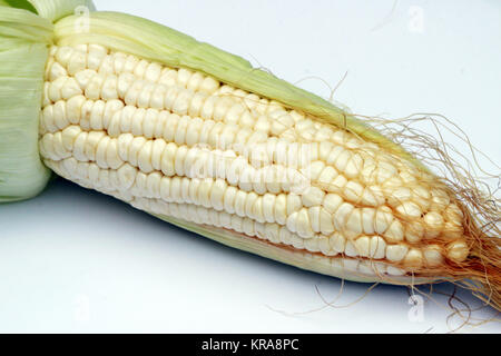 Colture di mais, mealie, fresche deliziose Foto Stock