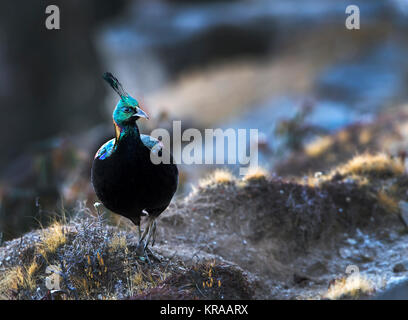 L'immagine di Himalayan monal (Lophophorus impejanus) in Chopta, Uttrakhand, India Foto Stock