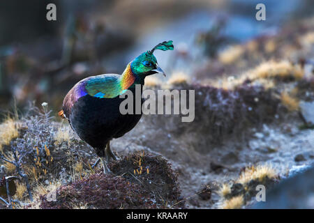 L'immagine di Himalayan monal (Lophophorus impejanus) in Chopta, Uttrakhand, India Foto Stock