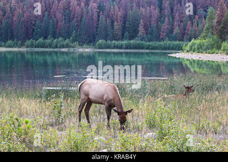 Un bambino elk si appoggia nell'erba come sua madre alimenta nelle vicinanze. Foto Stock