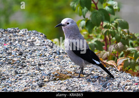 Un Clarks schiaccianoci bird permanente sulla ghiaia. Foto Stock