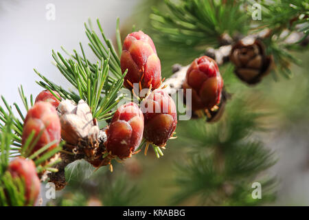 Vista macro di rami con giovani tamarack coni. Foto Stock