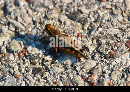 Una vista dall'alto in basso di un rosso zampe grasshopper sulla ghiaia. Foto Stock