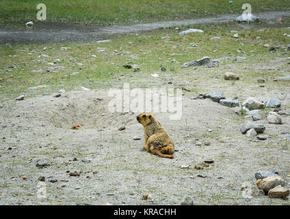 Una mole di montagna giocando sulla montagna in Ladakh, India. Foto Stock