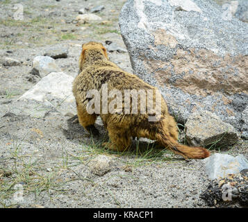 Una mole di montagna giocando sulla collina in Ladakh, India. Foto Stock