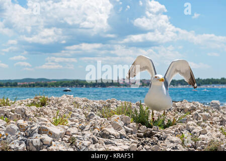 Seagull sulla spiaggia rocciosa in Istria Foto Stock