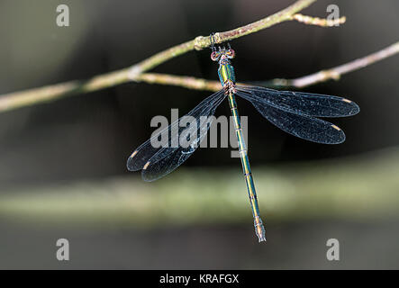 Weidenjungfer,chalcolestes viridis Foto Stock