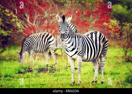 Zebre selvatiche del continente africano Foto Stock