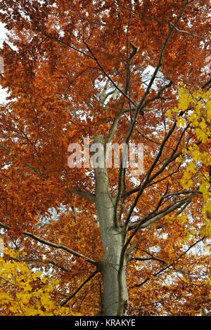 Autunno foglie di albero Foto Stock