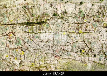 Corteccia di astratta closeup Foto Stock
