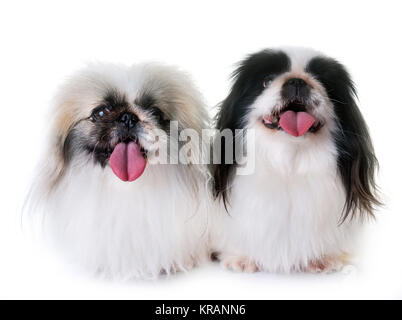Pekingese cani di fronte a uno sfondo bianco Foto Stock
