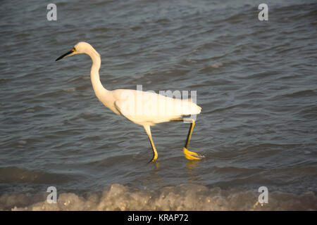 snowy egret Foto Stock