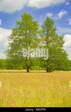 Li schwarzerlen bliesgau bei breitfurt Foto Stock