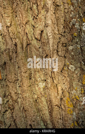 Close-up di una corteccia di vecchi Poplar Tree Foto Stock