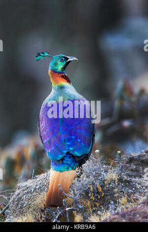 L'immagine di Himalayan monal Pheasnt (Lophophorus impejanus) in Chopta, Uttrakhand, India Foto Stock