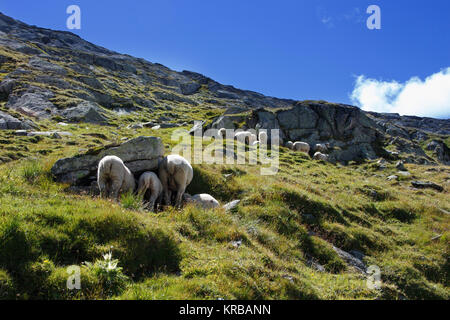 Pecore sul sentiero in Le montagne svizzere Foto Stock