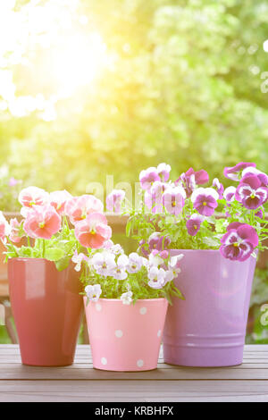 Viola lilla pansies rosso luce solare Foto Stock