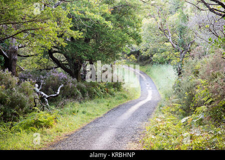 Una stretta viuzza, riservata per escursioni in bicicletta e a cavallo il jaunting cars, si snoda attraverso la foresta del Parco Nazionale di Killarney in Irlanda la Contea di Kerry. Foto Stock