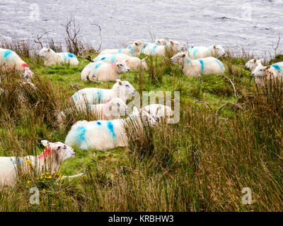 Pecore pascolano accanto a Loch Acoose lago in Glencar in Irlanda la Contea di Kerry. Foto Stock