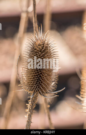 Marrone secco thistle vicino dalle rotaie Foto Stock