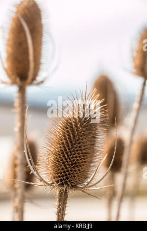 Marrone secco thistle vicino dalle rotaie Foto Stock