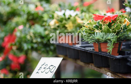 Tradizionale a mano il natale ghirlande e vasi di holly per la vendita in un mercato all'aperto. Foto Stock