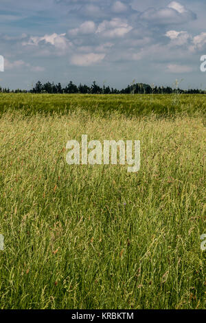 Grandi campi di alta e grana verde foresta e in background Foto Stock