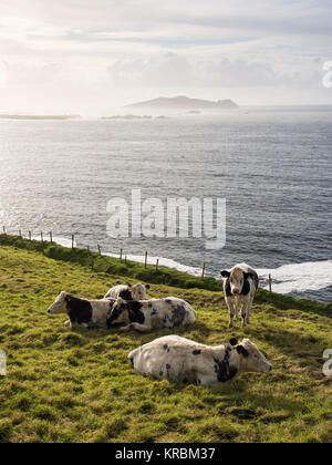Una mandria di mucche in un campo di una scogliera a Dunquin, con le isole Blasket dietro, nella penisola di Dingle in Irlanda occidentale della contea di Kerry. Foto Stock