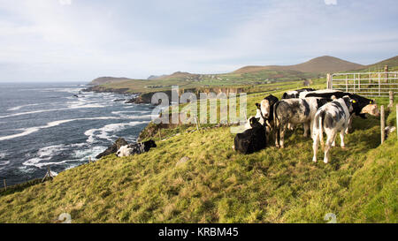 Una mandria di mucche in un campo di una scogliera a Dunquin sulla penisola di Dingle in Irlanda occidentale della contea di Kerry. Foto Stock