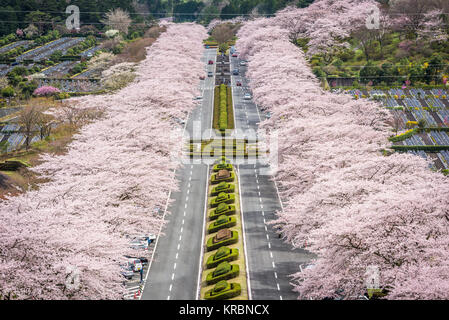 Fuji Reien cimitero, Shizuoka, Giappone in primavera. Foto Stock