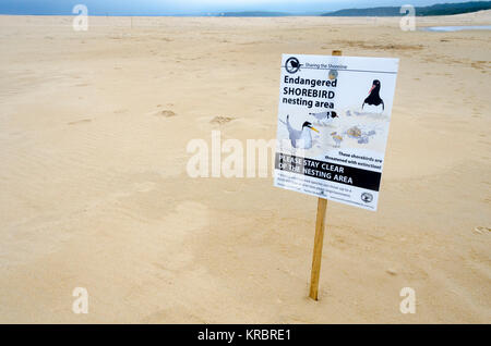 In via di estinzione shorebird area di nidificazione, Wairo Beach, Lake Tabourie, Nuovo Galles del Sud, Australia Foto Stock