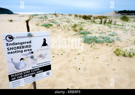 In via di estinzione shorebird area di nidificazione, Wairo Beach, Lake Tabourie, Nuovo Galles del Sud, Australia Foto Stock