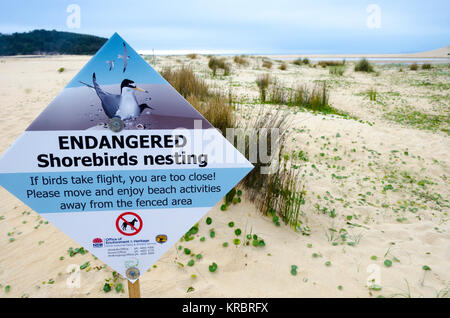 In via di estinzione shorebird area di nidificazione, Wairo Beach, Lake Tabourie, Nuovo Galles del Sud, Australia Foto Stock