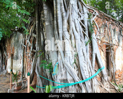 Antica Chiesa tailandese di Sang Kratai tempio Tailandia,radici sulla Chiesa, Bodhi Tree ,Angthong , della Thailandia Foto Stock