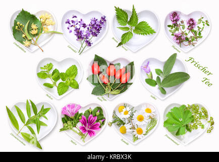 Raccolta di erbe fresche e frutta Foto Stock