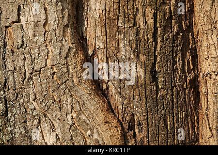 Tronco di albero Closeup Foto Stock