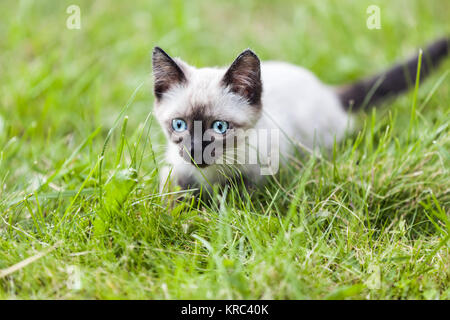 Animale felino pet siamese gatto domestico passeggiate all'aperto sull'erba verde Foto Stock