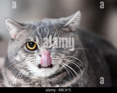 Animale felino pet interno britannico divertente gatto lingua lavaggio appendere fuori Foto Stock