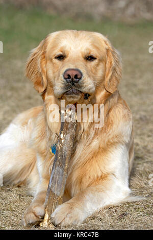 Il Golden Retriever maschio di posa in erba, giocando con bastone, guardando. Foto Stock