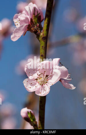 Pesca, Prunus persica, rosa fiori crescono sugli alberi all'esterno. Foto Stock