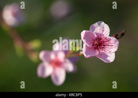 Pesca, Prunus persica, rosa fiori crescono sugli alberi all'esterno. Foto Stock