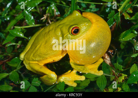 Red-eyed Raganella Litoria chloris chiamata maschio Foto Stock